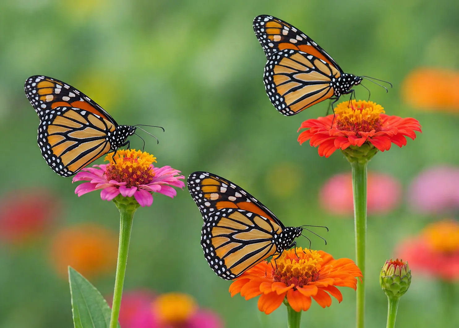 Butterfly Identification Guide