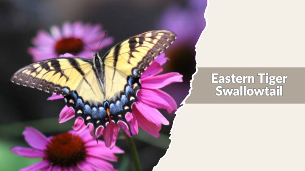 Eastern Tiger Swallowtail