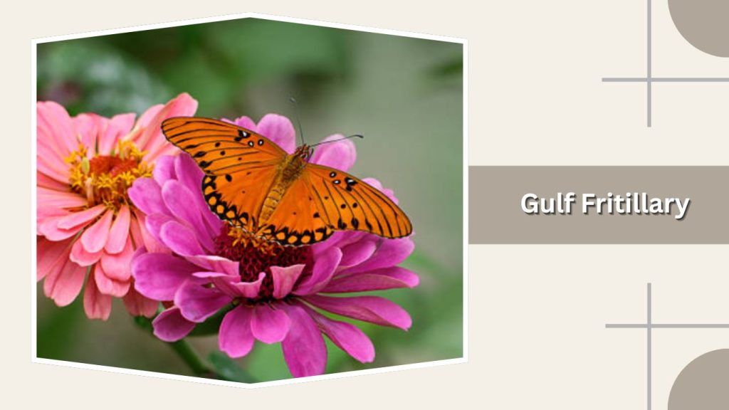 Gulf Fritillary