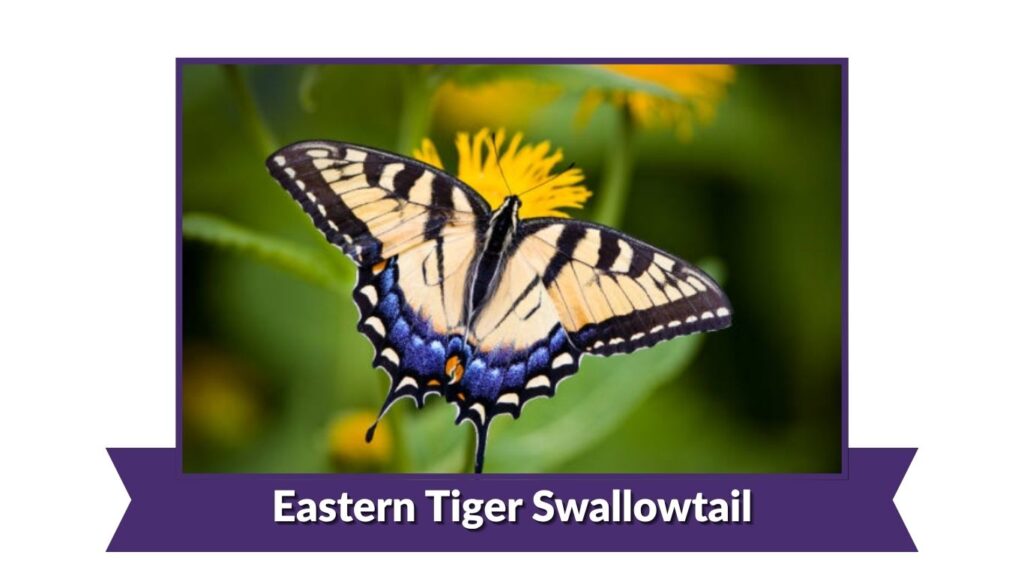  Eastern Tiger Swallowtail