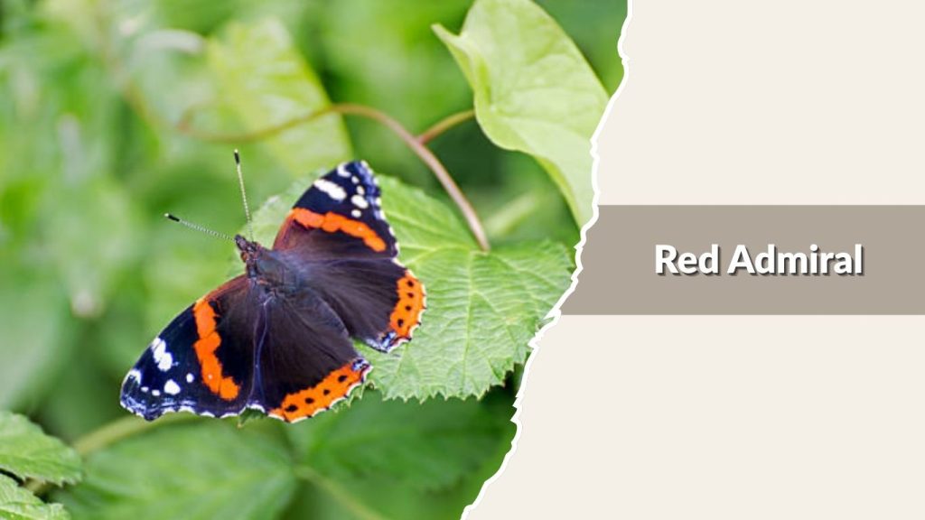 Red Admiral