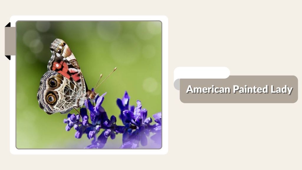 American Painted Lady