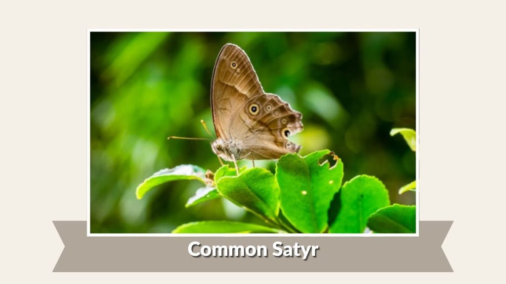Common Satyr
