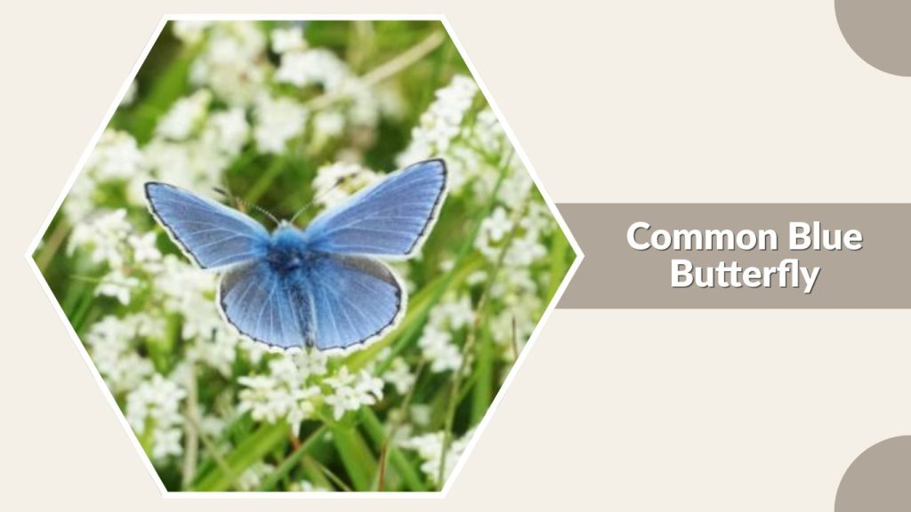 Common Blue Butterfly
