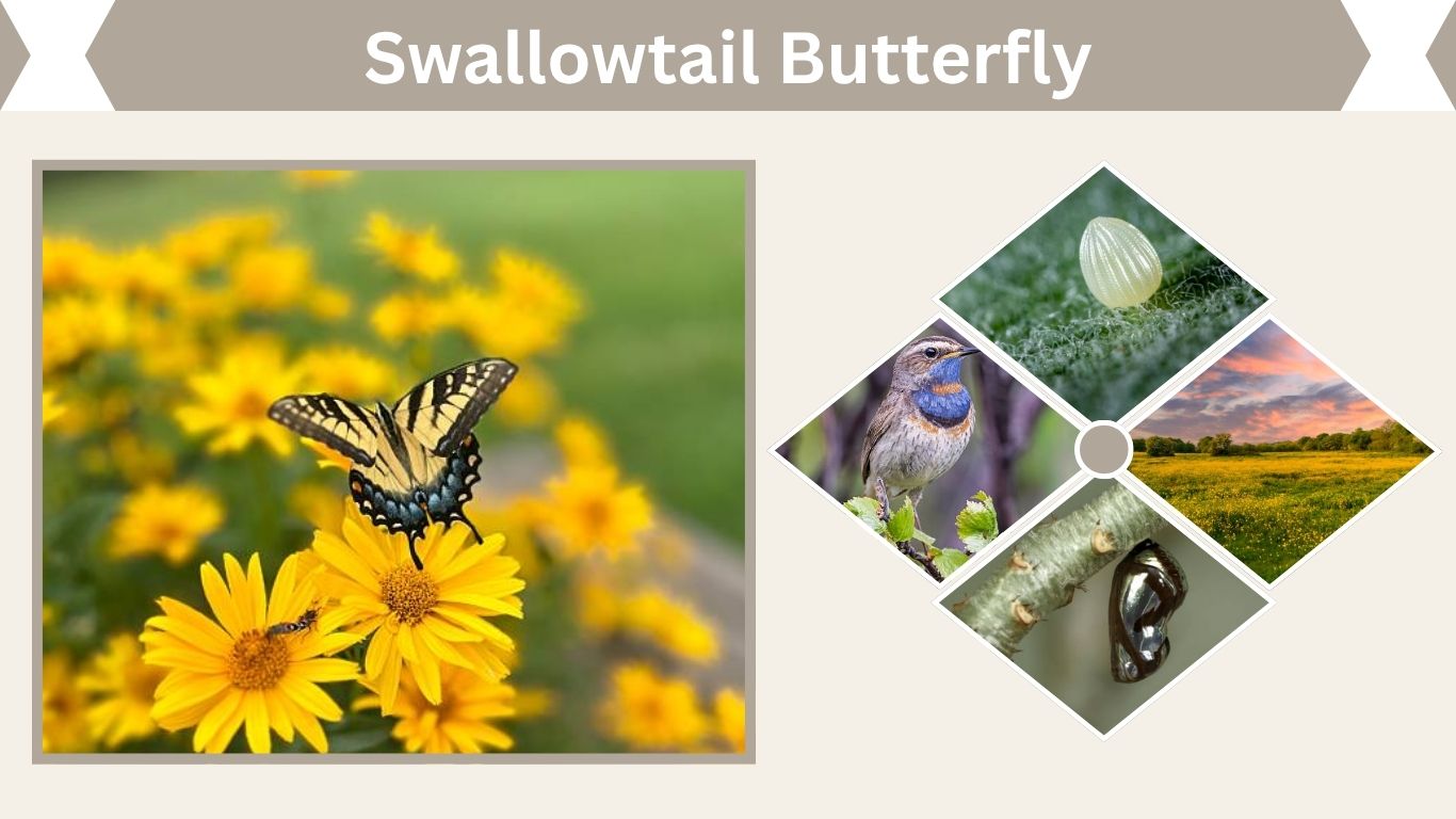 Old World Swallowtail Butterfly: Habitat, Diet & Facts