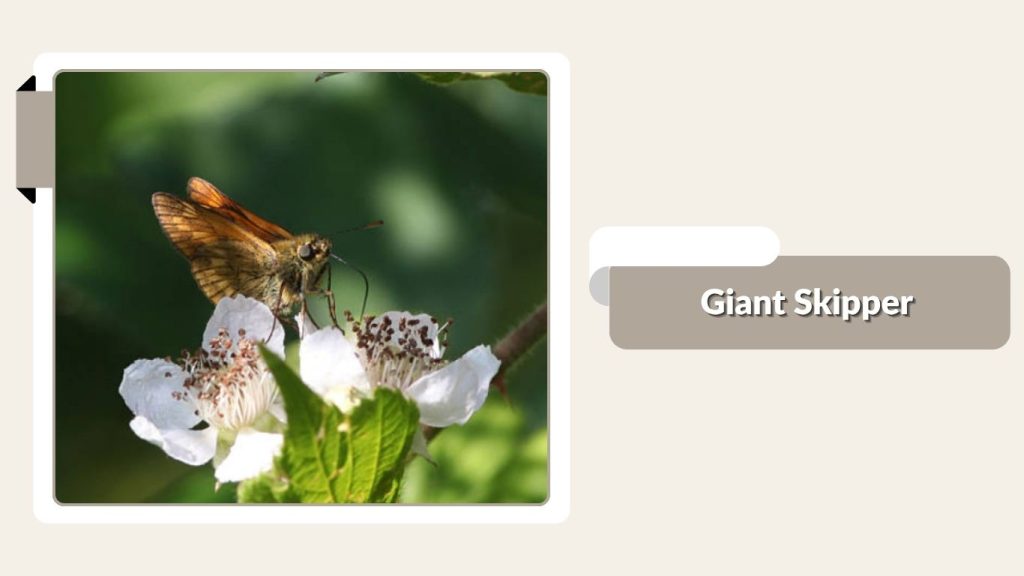 Giant Skipper