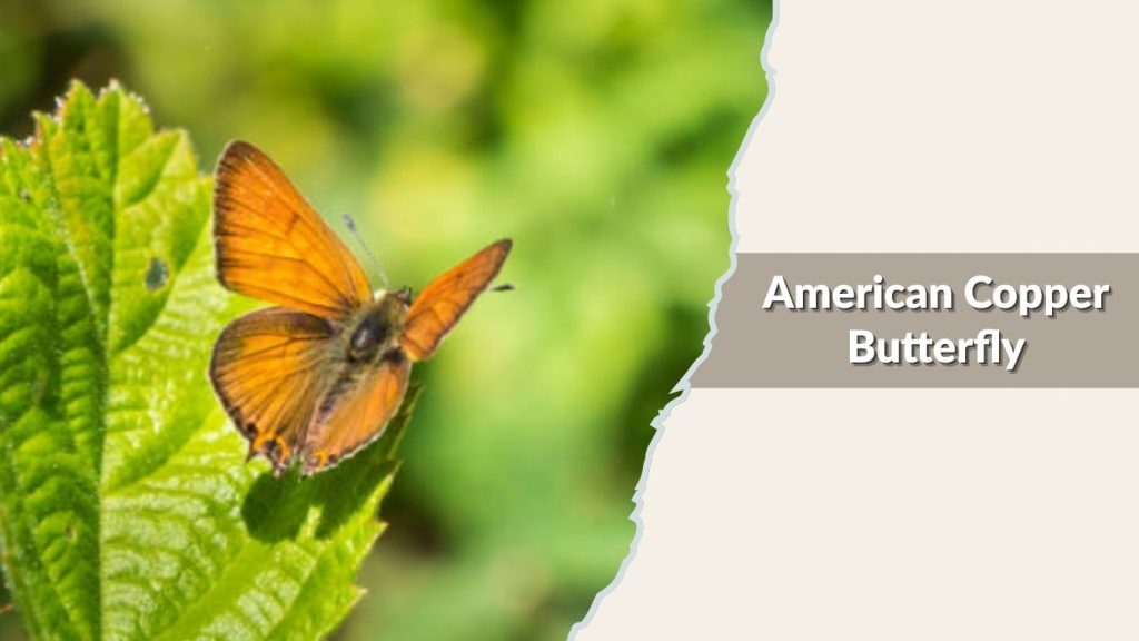 American Copper Butterfly