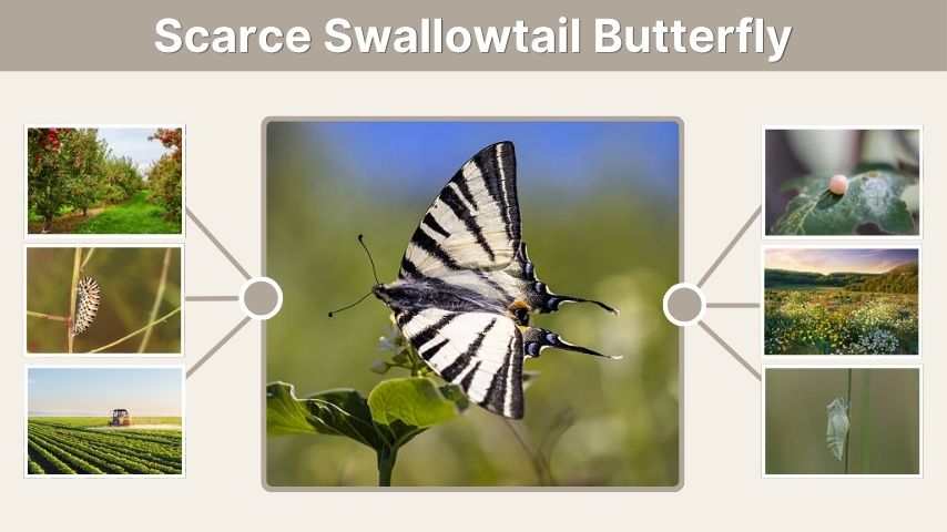 Scarce Swallowtail Butterfly: Habitat, Diet & Life Cycle