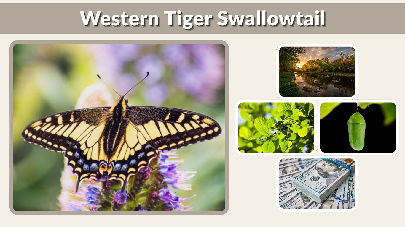 Western Tiger Swallowtail: Identification, Caterpillar, Host Plants & Facts