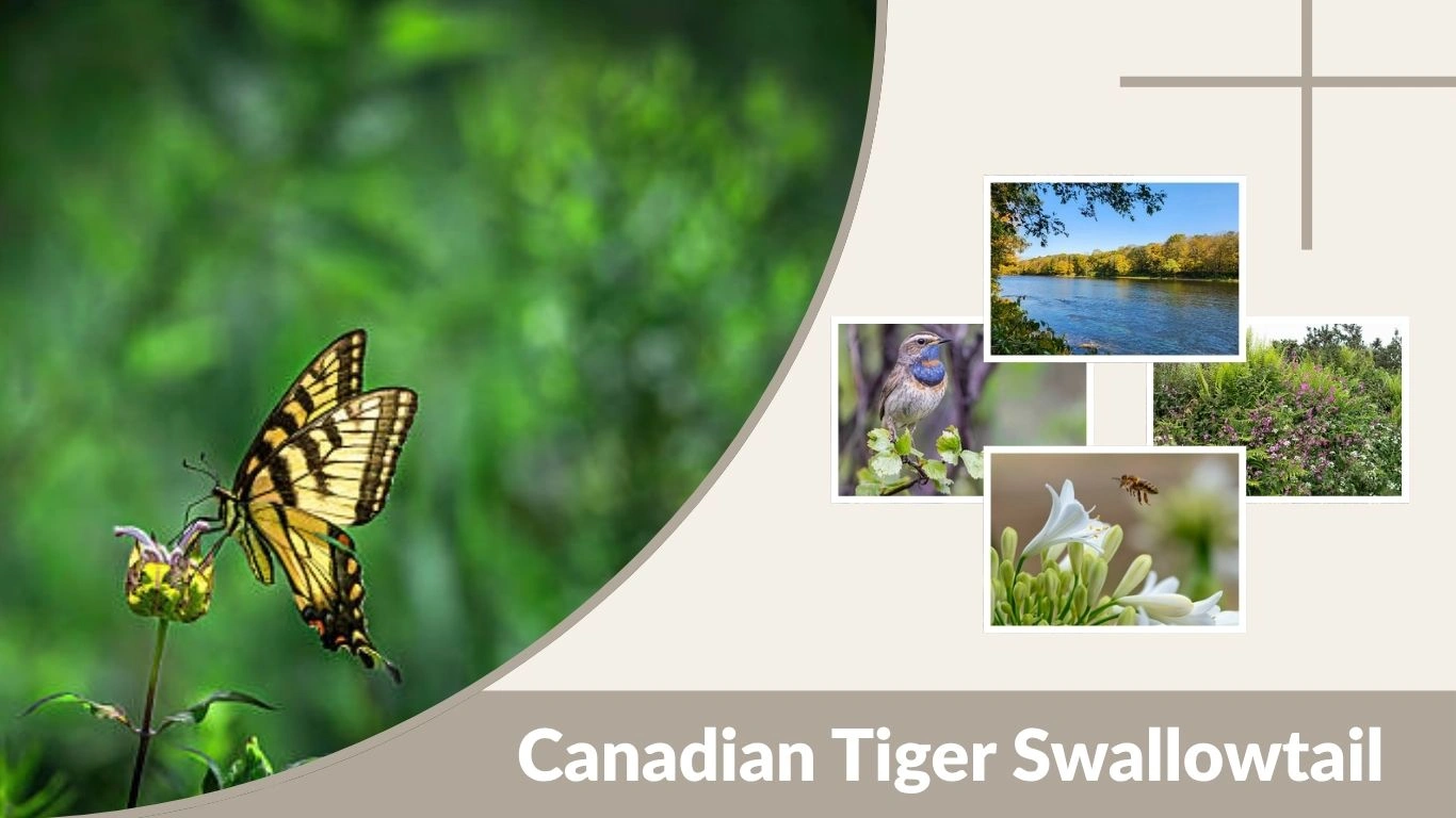 Canadian Tiger Swallowtail: Identification, Habitat, Life Cycle & Facts