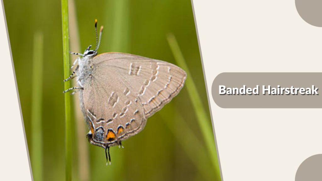 Banded Hairstreak