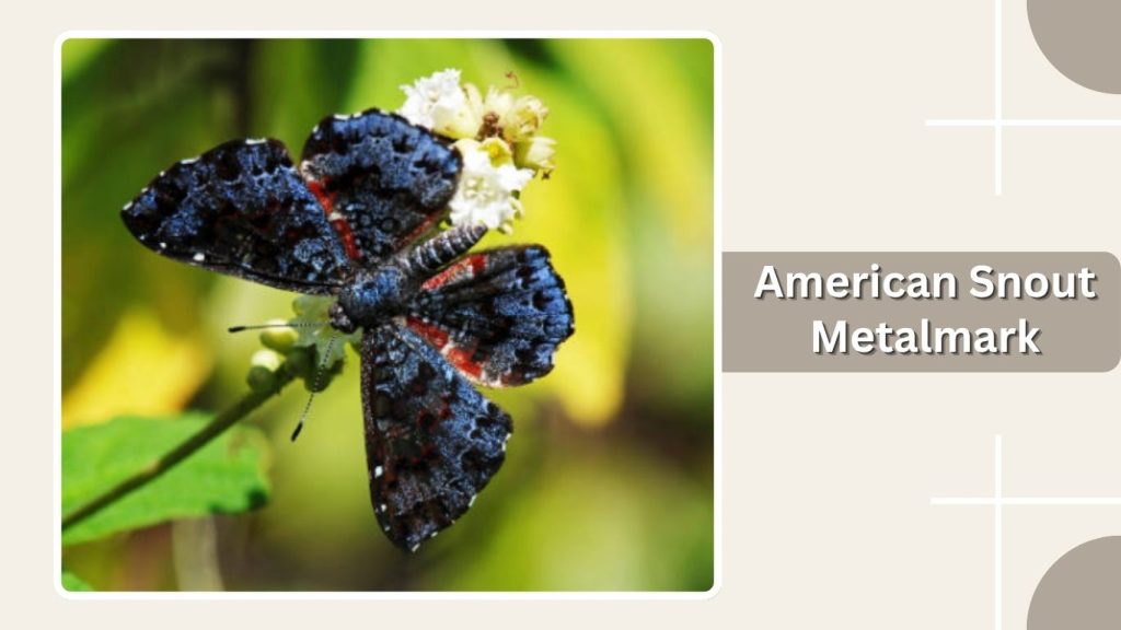  American Snout Metalmark