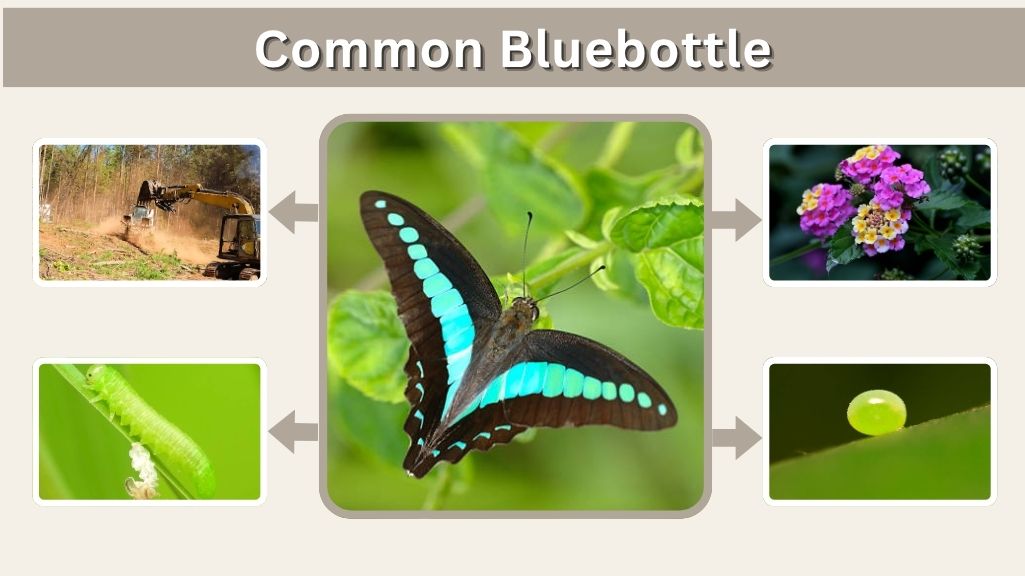 Common Bluebottle: Habitat, Behavior, Life Cycle & Facts Guide