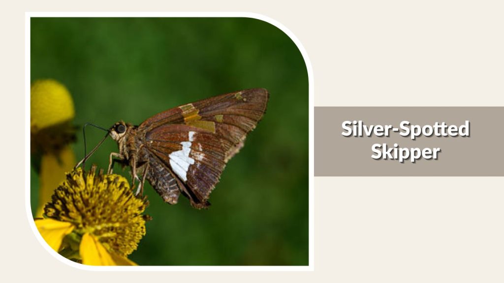 Silver-Spotted Skipper