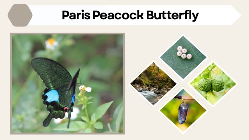 Paris Peacock Butterfly: Habitat, Diet, Lifecycle, and Facts