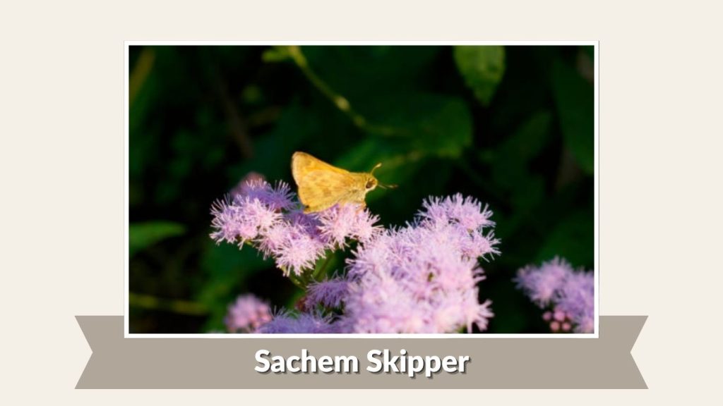 Sachem Skipper