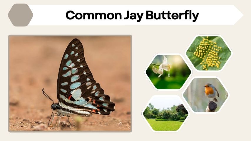 Common Jay Butterfly Facts, Life Cycle, Habitat & Id Guide