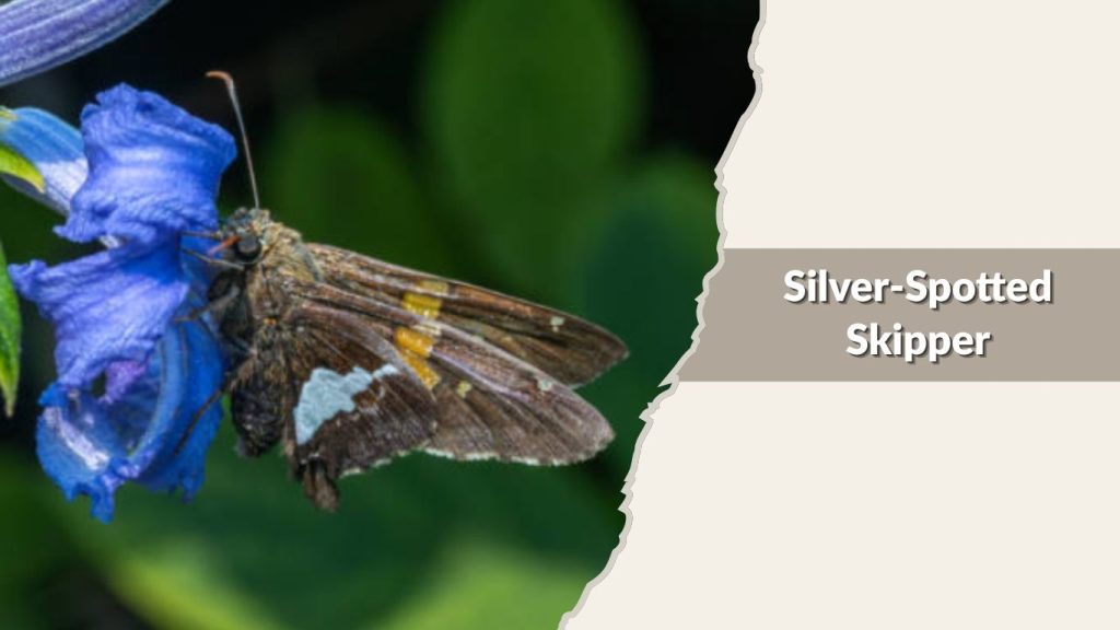 Silver-Spotted Skipper