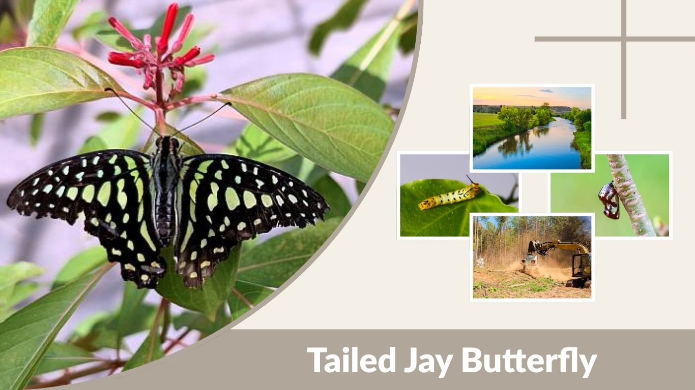 Tailed Jay Butterfly Identification and Life Cycle Guide