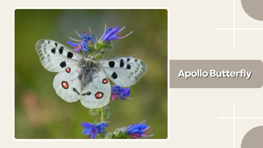 Apollo Butterfly