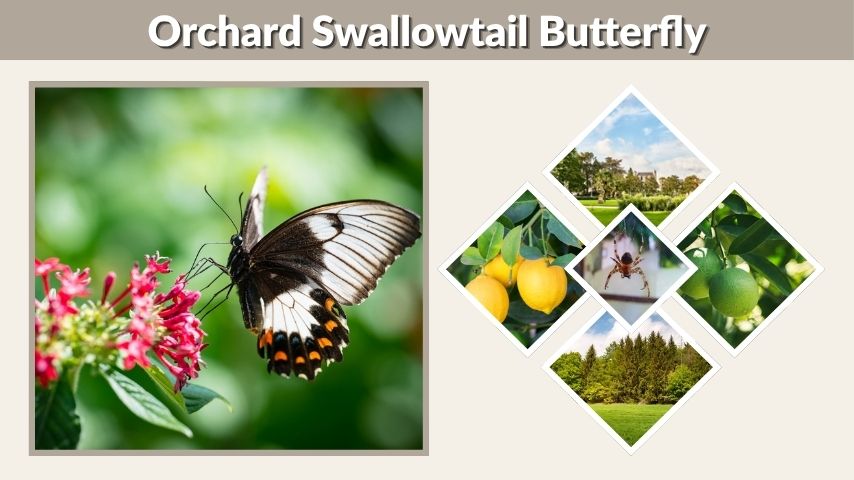 Orchard Swallowtail Butterfly Facts, Habitat, and Life Cycle