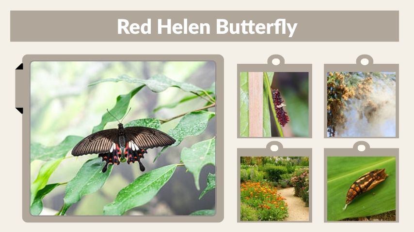 Red Helen Butterfly Facts, Habitat, and Life Cycle