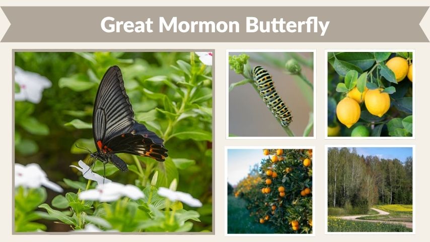 Great Mormon Butterfly Life Cycle and Diet Facts