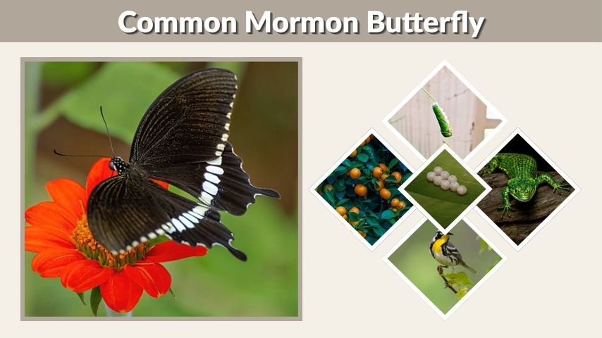 Common Mormon Butterfly: Habitat, Diet, Behavior & Life Cycle