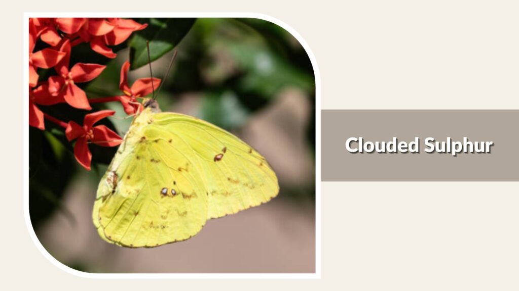  Clouded Sulphur