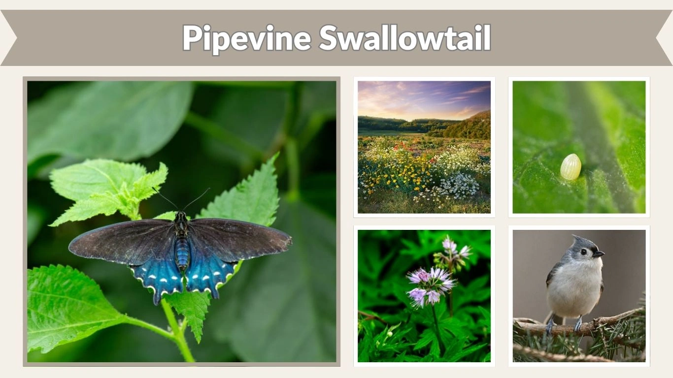 Pipevine Swallowtail: Identification, Caterpillar, Host Plants & Facts