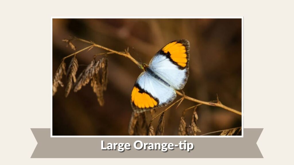 Large Orange-tip