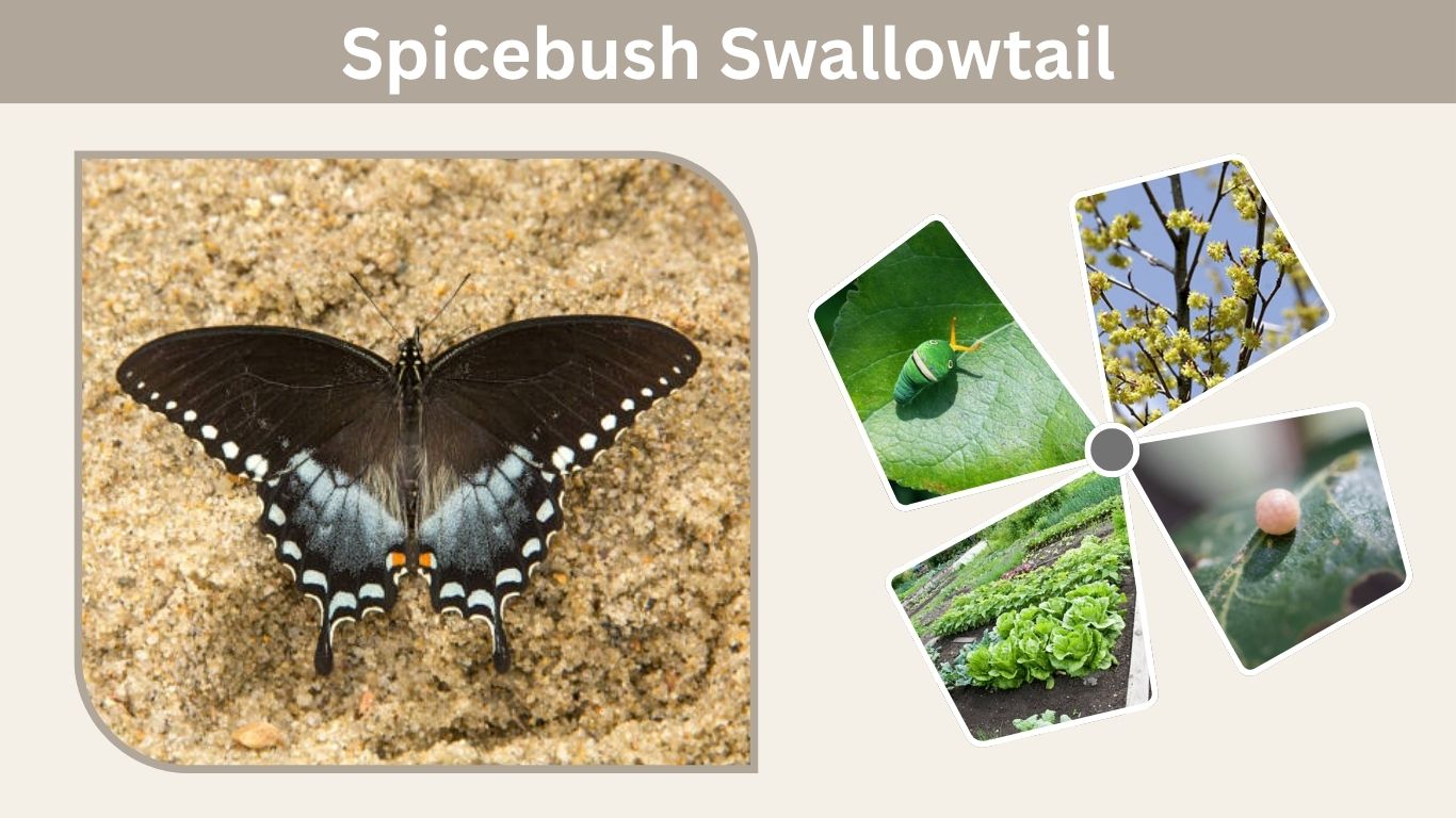 Spicebush Swallowtail: Caterpillar, Life Cycle, Host Plants & Butterfly Facts