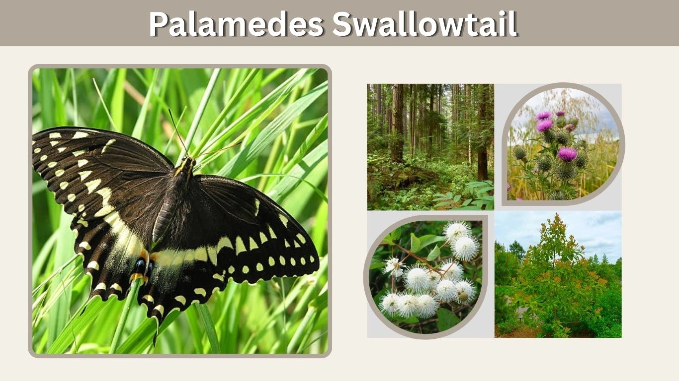 Palamedes Swallowtail: Habitat, Host Plants and Life Cycle