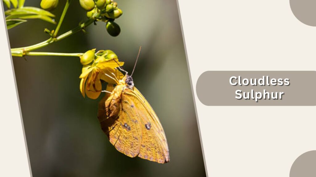 Cloudless Sulphur