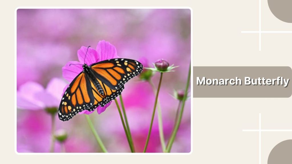  Monarch Butterfly