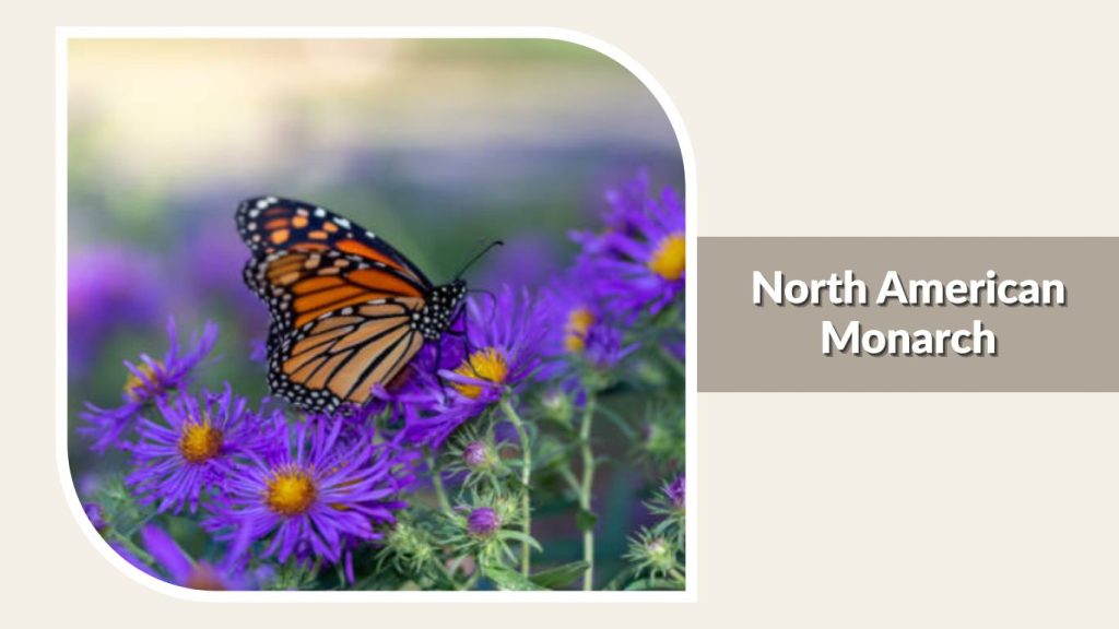 North American Monarch