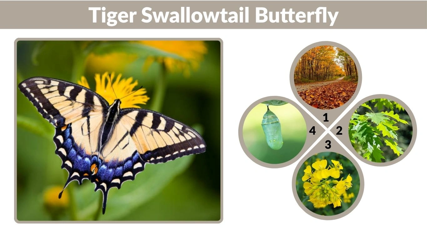 Tiger Swallowtail Butterfly: Identification, Life Cycle, Diet & Meaning Guide