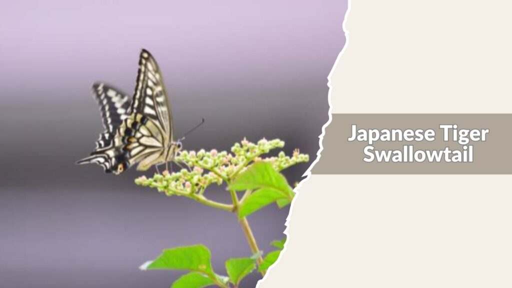 Japanese Tiger Swallowtail