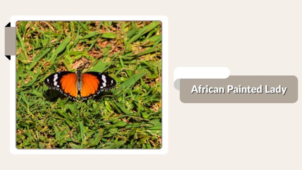  African Painted Lady