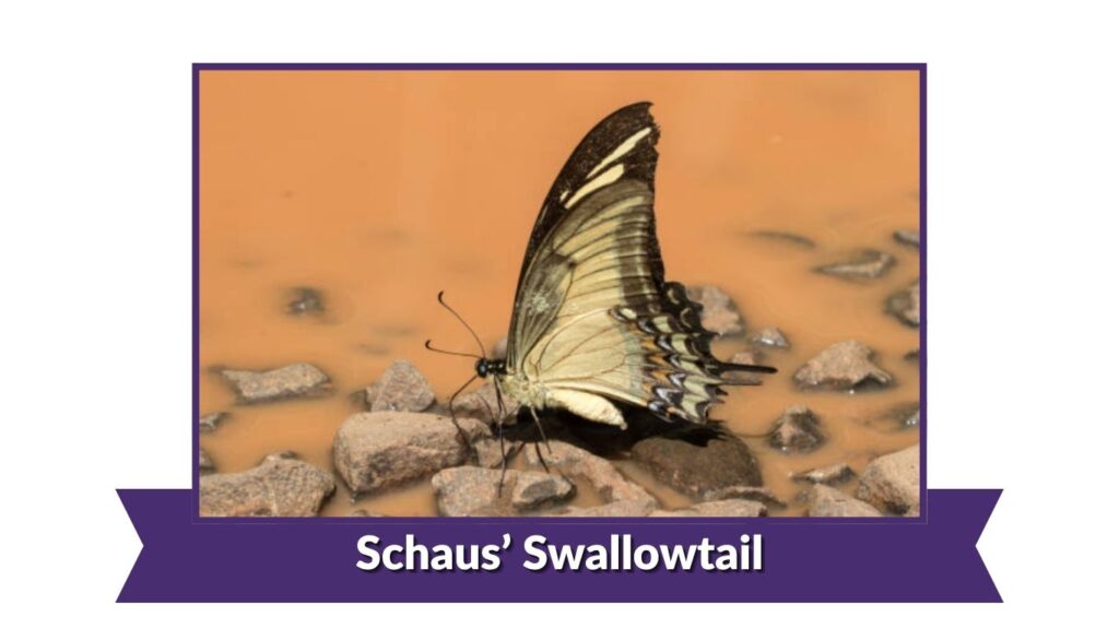 Schaus' Swallowtail