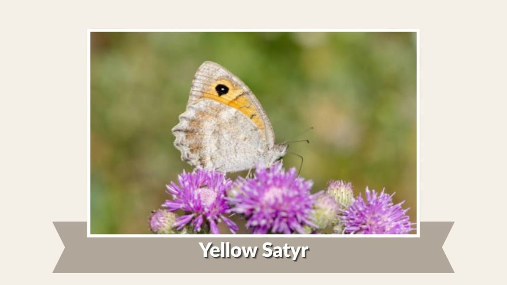  Yellow Satyr