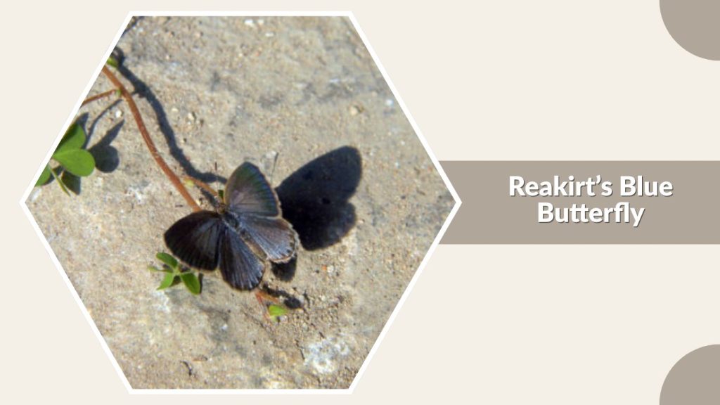  Reakirt’s Blue Butterfly