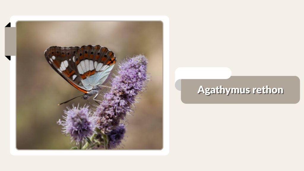 Agathymus rethon