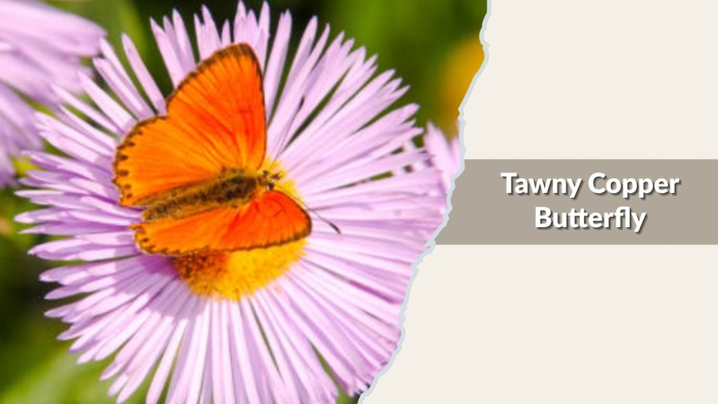 Tawny Copper Butterfly