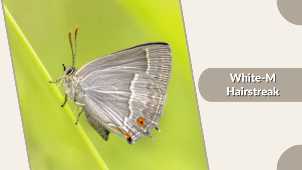 White-M Hairstreak