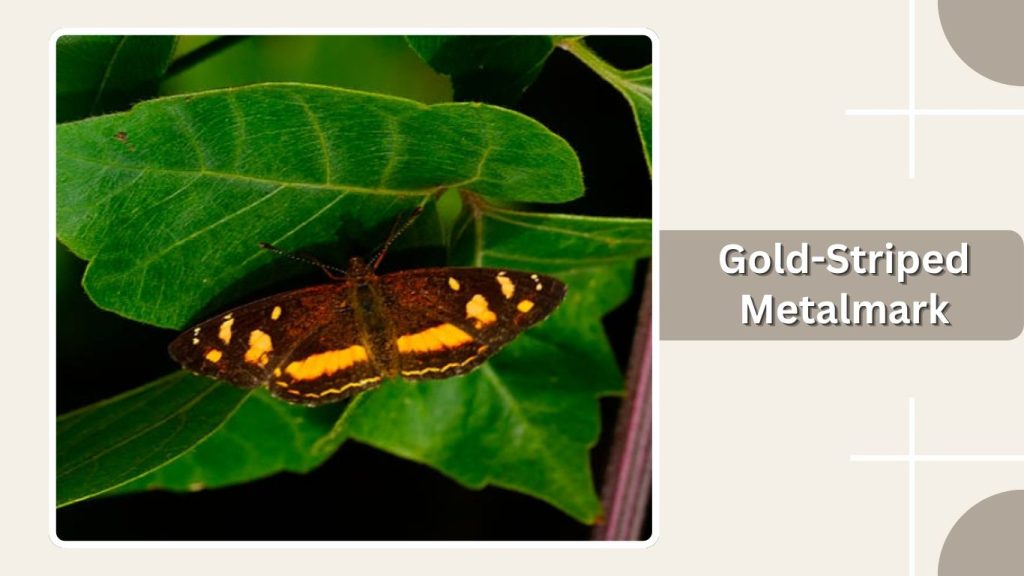 Gold-Striped Metalmark