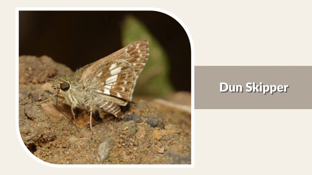 Dun Skipper