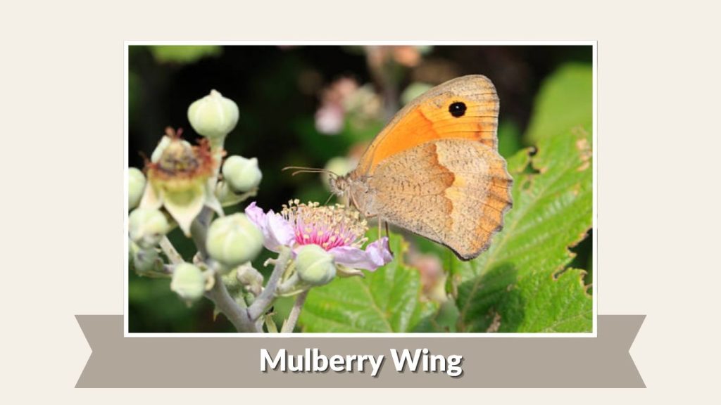 Mulberry Wing