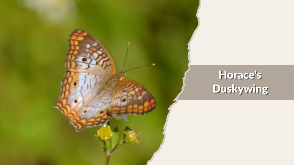 Horace’s Duskywing