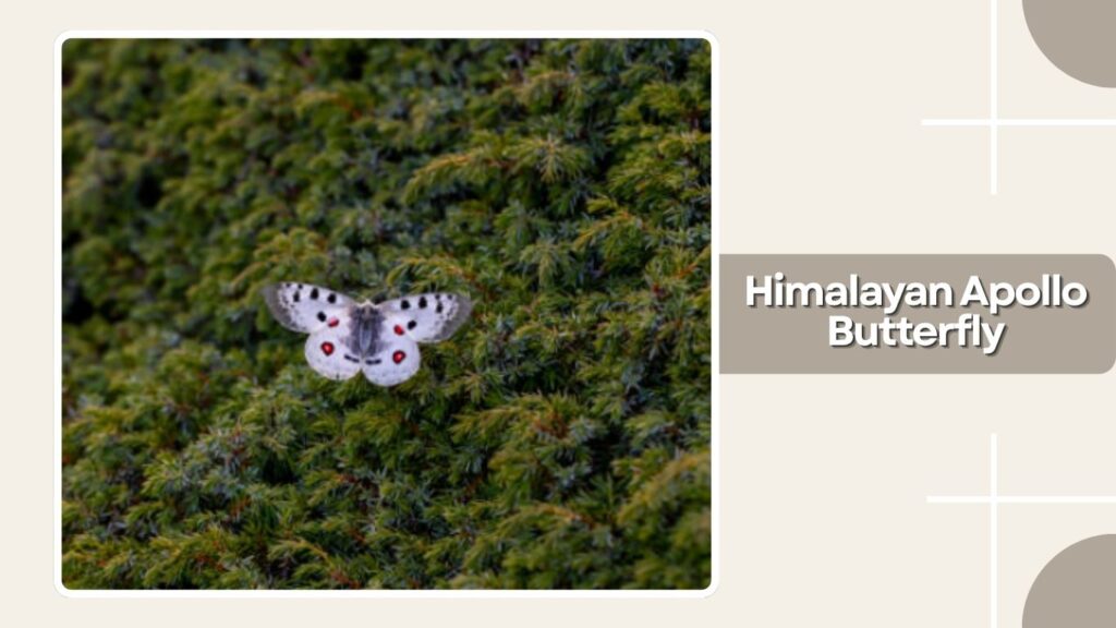Himalayan Apollo Butterfly